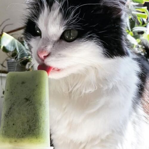 Cucumber Cat Ice Cream