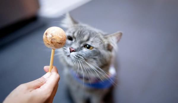 Tuna Popsicle for Cats