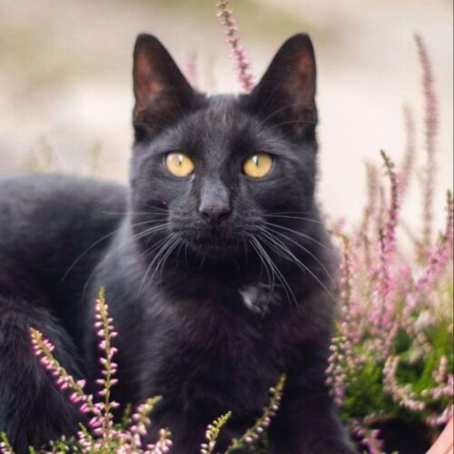 175 kreative Namen für schwarze Katzen
