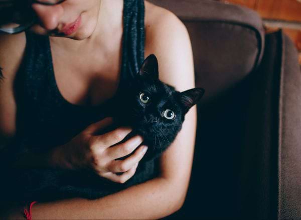 Fakten ueber schwarze Tabby-Katzen