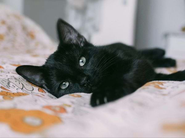 Kreative vom Essen inspirierte Namen für schwarze Katzen
