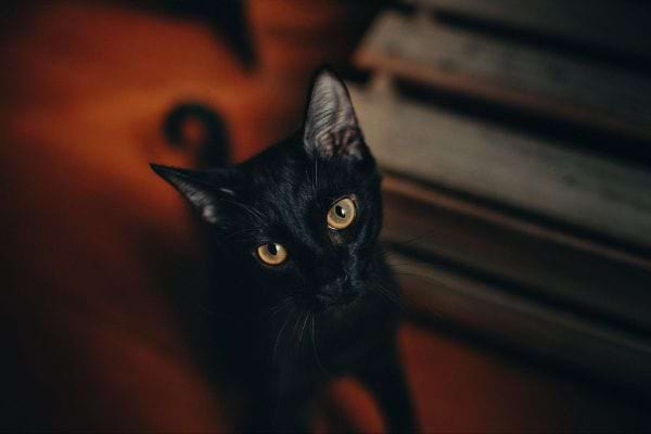 Persoenlichkeit der schwarzen Tabby-Katze