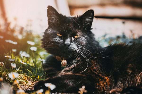 Was ist eine schwarze Tabby-Katze?