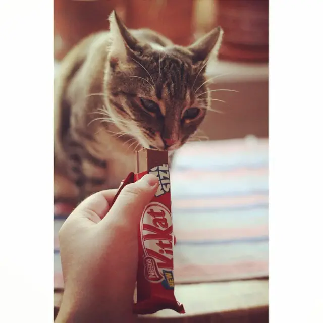 What to Do if Your Cat Eats Chocolate