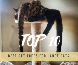 10 Best Cat Trees For Large Cats Reviewed In July 2019