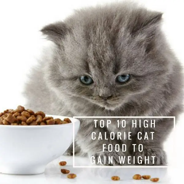 10 Best High Calorie Cat Food to Gain Weight Reviewed in March 2020