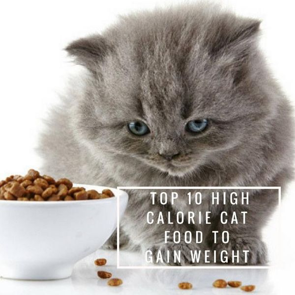 10 Best High Calorie Cat Food To Gain Weight January 2021