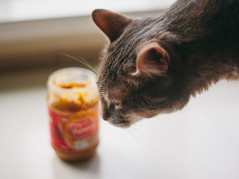 Can Cats Eat Peanut Butter? All You Need To Know