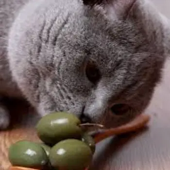 Can Cats Eat Olives?