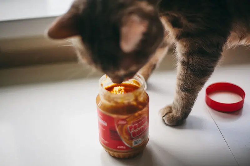 is-peanut-butter-safe-for-cats-dangerous-or-not
