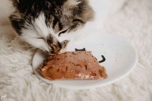 homemade cat wet food