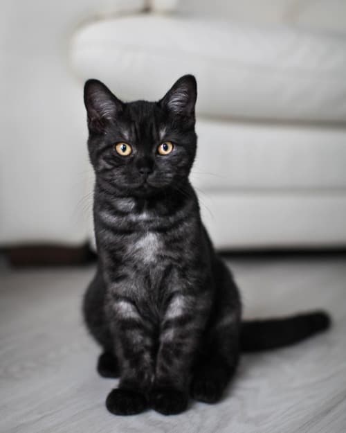 black tabby