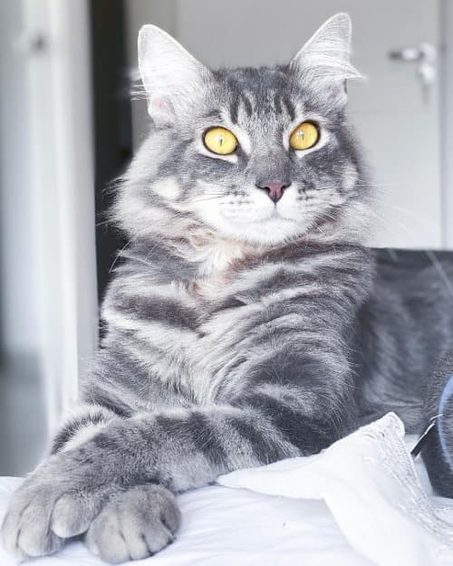 Blue tabby