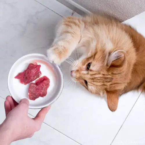 Homemade Cat Food Recipes