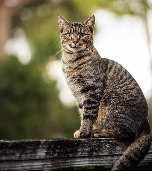 mackerel tabby