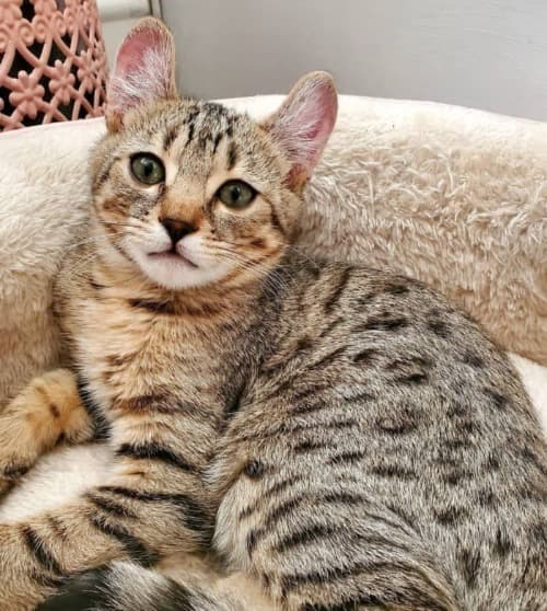 spotted tabby pattern