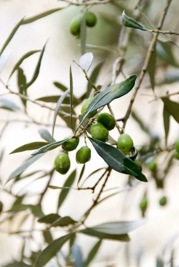 Can Cats Eat Green Olives? Are Olives Safe For Cats?
