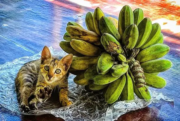 So, Can Cats Have Bananas or Not?