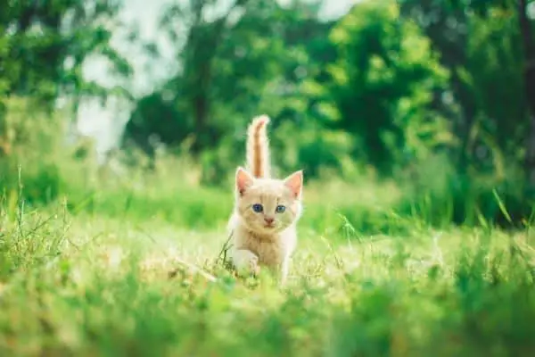 When Do Kittens Stop Growing? The Life Cycle of Cats: from Kittens to Seniors
