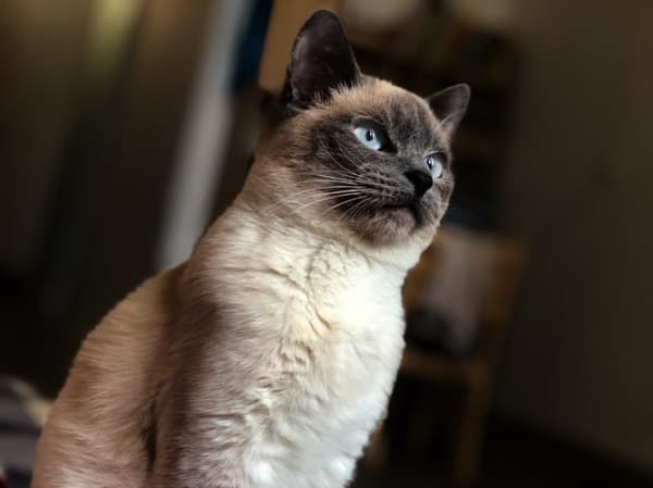 Purrfect Siamese Cat Names for Your Meezer - CatsPurfection