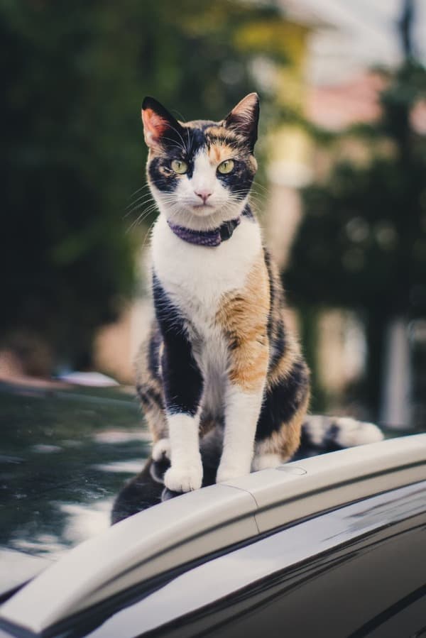 Colorful Names for Calico Cats
