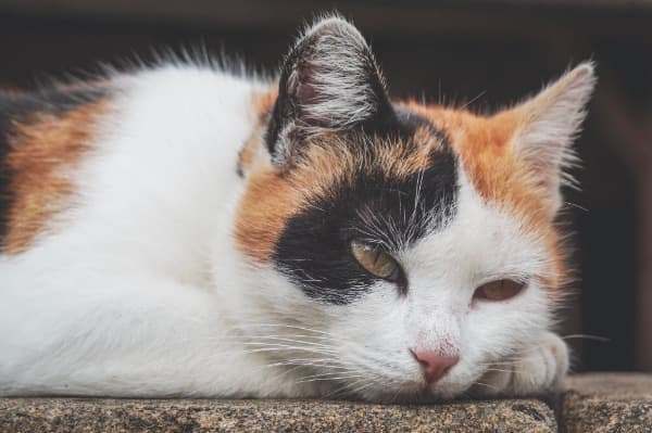 Cute and Beautiful Female Calico Cat Names