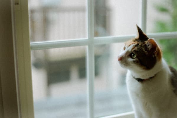 Egyptian-Inspired Calico Cat Names
