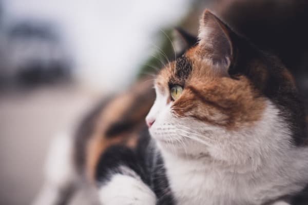 Cool and Famous Calico Cat Names