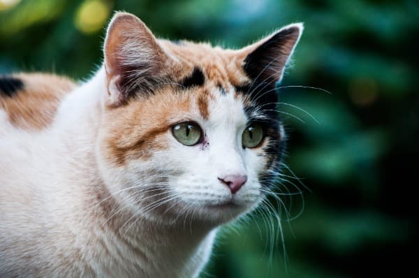 Japanese, Italian, and Irish Names for Calico