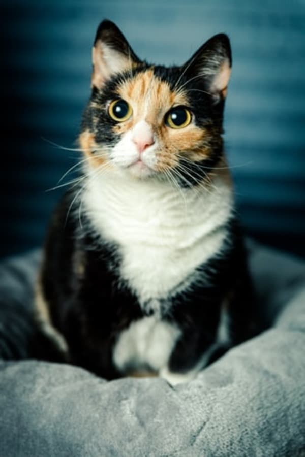 Nerdy Names for Your Calico Cat