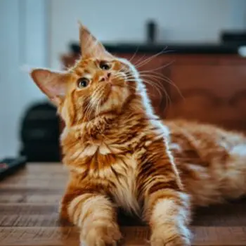 Orange Cat Names for Beautiful Marmalade Felines