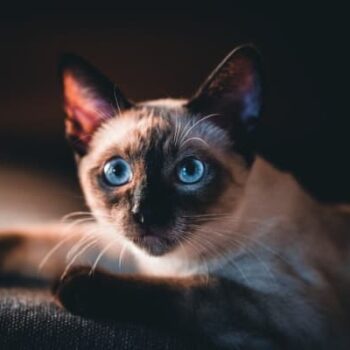 Purrfect Siamese Cat Names