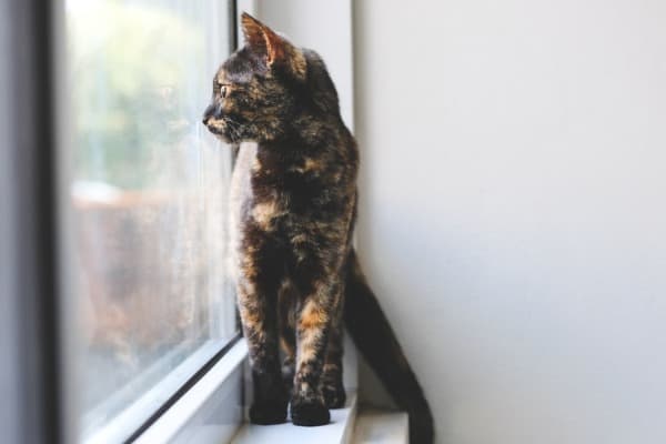 Tortoiseshell Cat Names that Rock