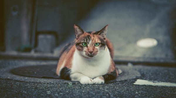 Unusual & Unique Calico Cat Names