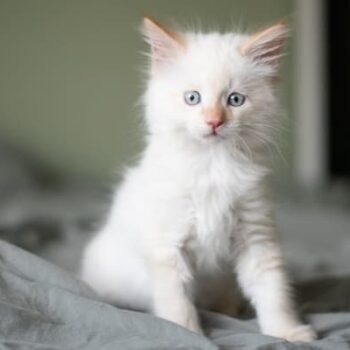 White Cat Names for Your Snowball