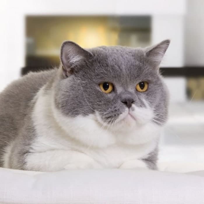 British Shorthair – Grey And White