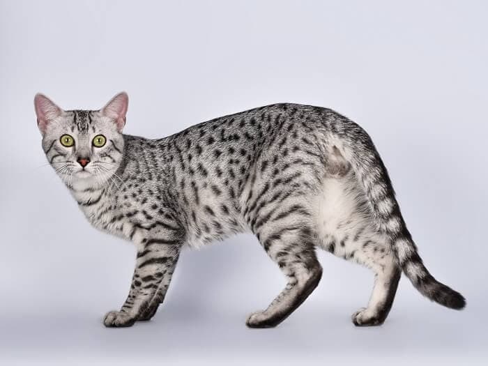 Egyptian Mau