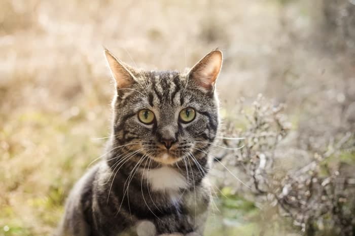 Grey And White Tabby Cat