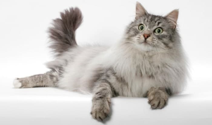 fluffy gray and white cat