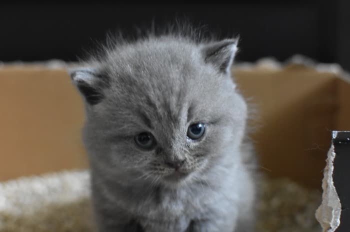 Scottish Fold