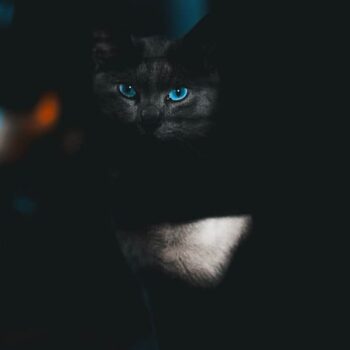 Black Cat with Blue Eyes: Interesting Facts