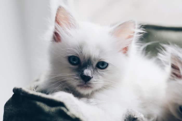 RAGDOLL - GREY AND WHITE