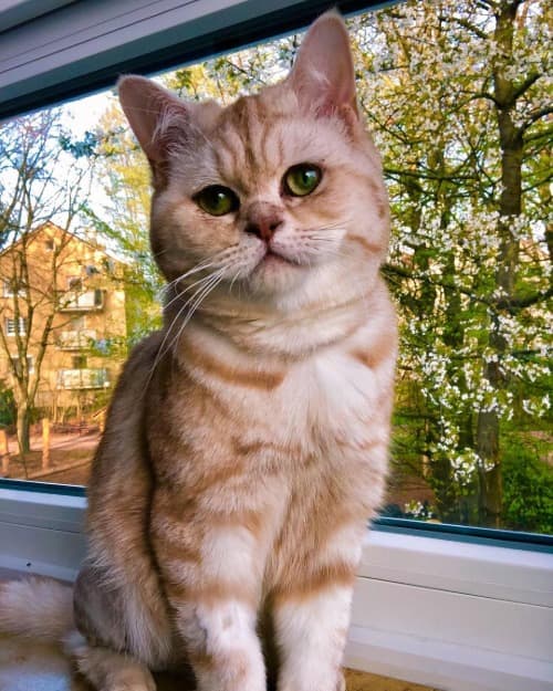 Cinnamon silver tabby