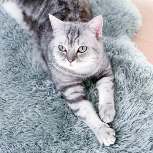 Silver tabby cat