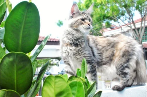 Silver tortoiseshell cat