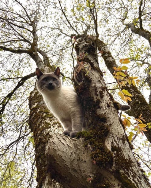 Smoke point cat