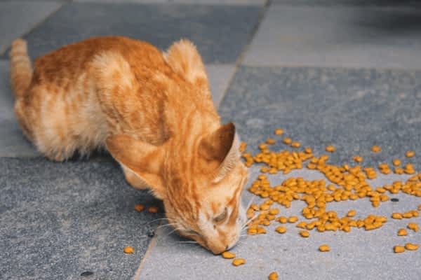 What Happens If a Cat Eats Dog Food?
