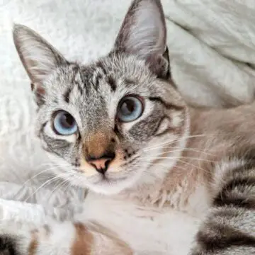 Lynx Point Siamese: Personality and Unique Features