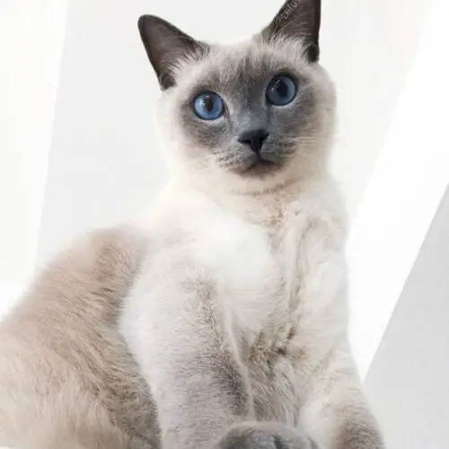 Blue Point Siamese: Traits and Facts