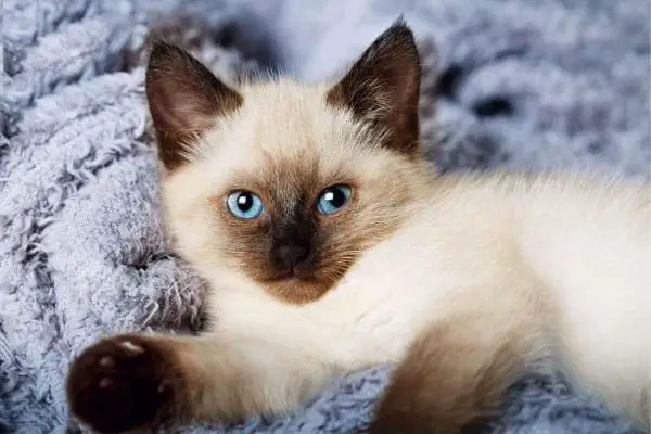 Balinese (Long-Haired Siamese) Cat Breed Information | CatsPurfection